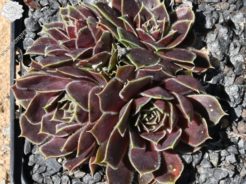 Korspelse Happy Sterre / Jovi