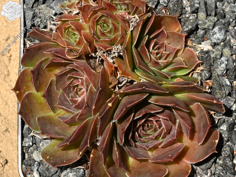 Korspelse Nonitta / Jovi