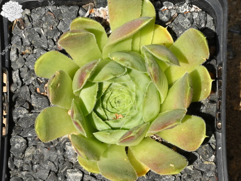 Korspelse Raanana / Jovi