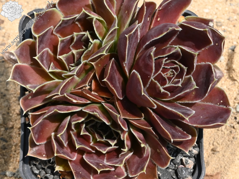 Korspelse Senne Show / Jovi