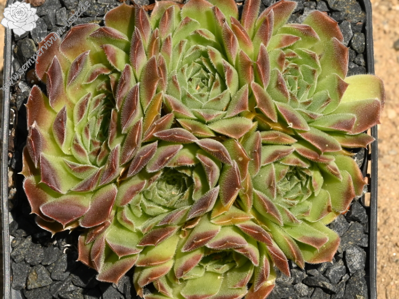 Korspelse Soile / Jovi