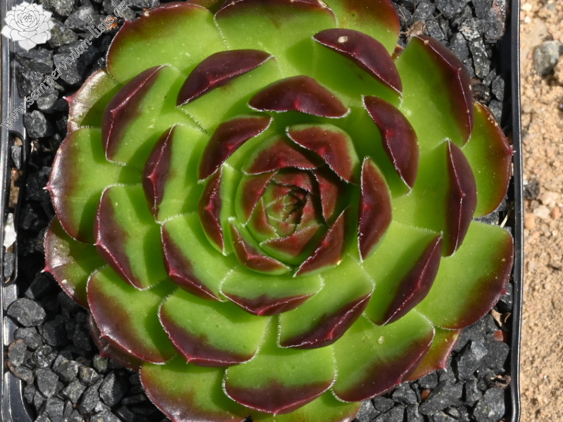 Korspelse Teena / Jovi