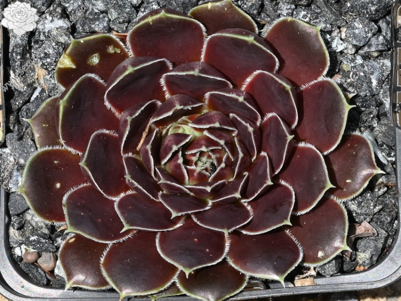 Mount Cleveland / Jovi