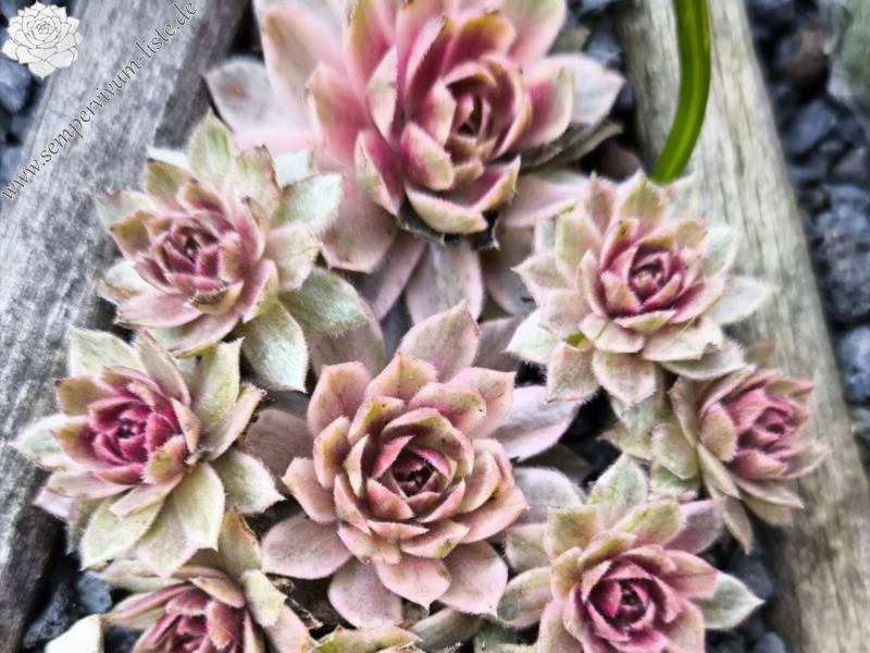 Chick Charms® Lotus Blossom (NG)