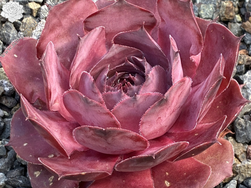 Lynn's Heart (NNG26)