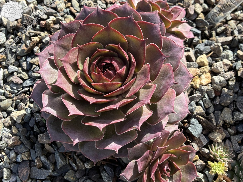 Lynn's Heart (NNG26)