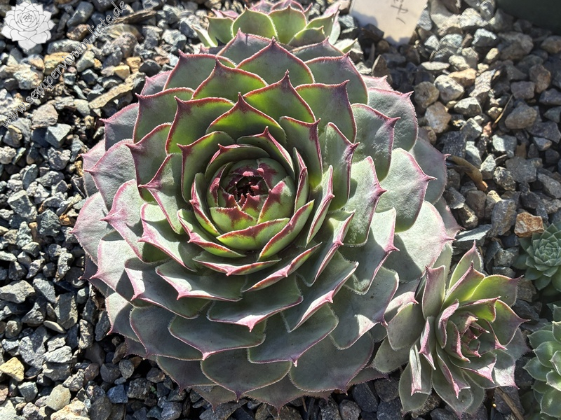 Lynn's Heart (NNG26)