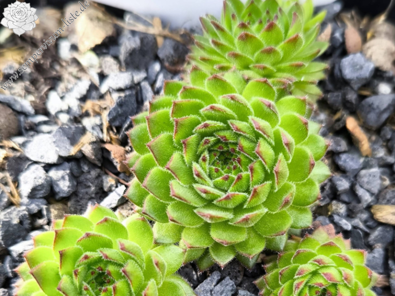 SR Landshuter Hochzeit