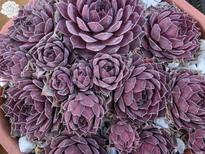 Aquila NICHT gelistet!