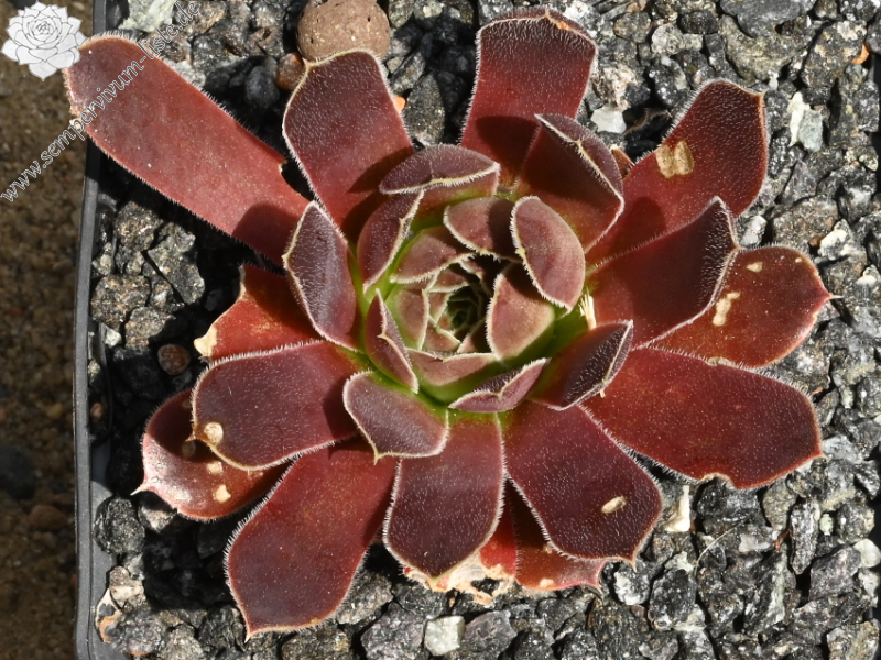 Babuyan Claro / Jovi