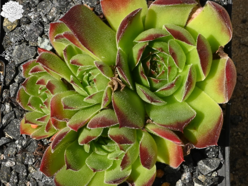 Henry Correvon / Jovi