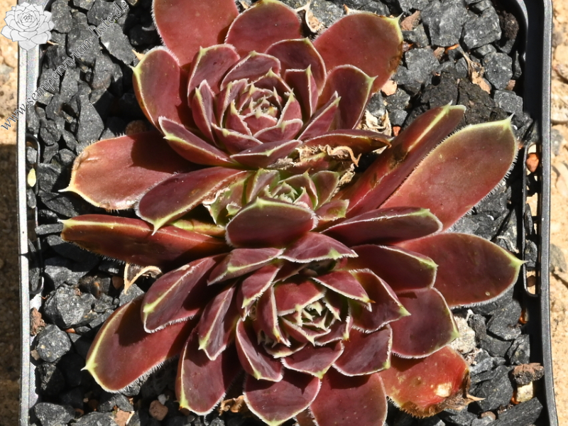 Korspel Grace Land / Jovi