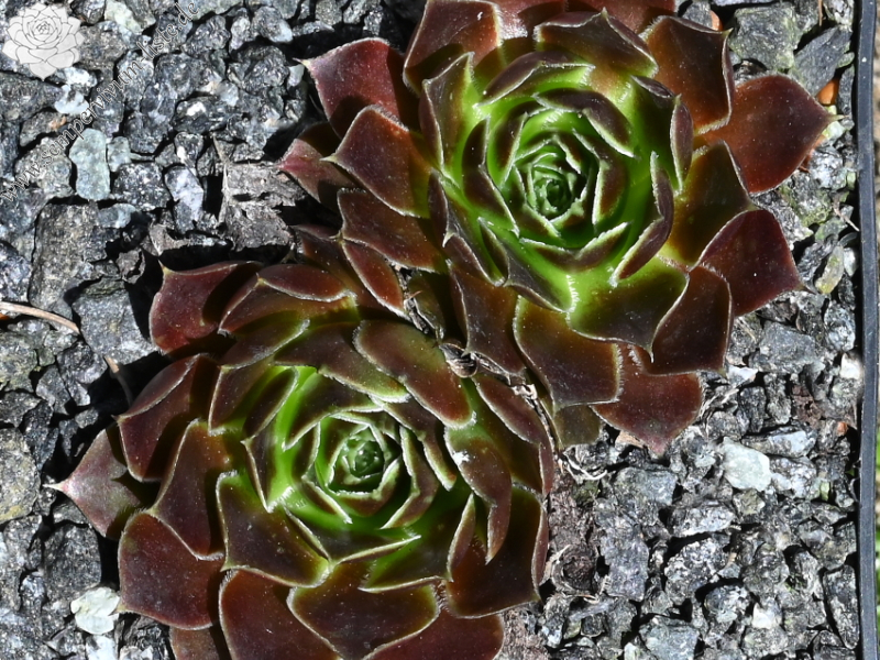 Korspel Purple / Jovi