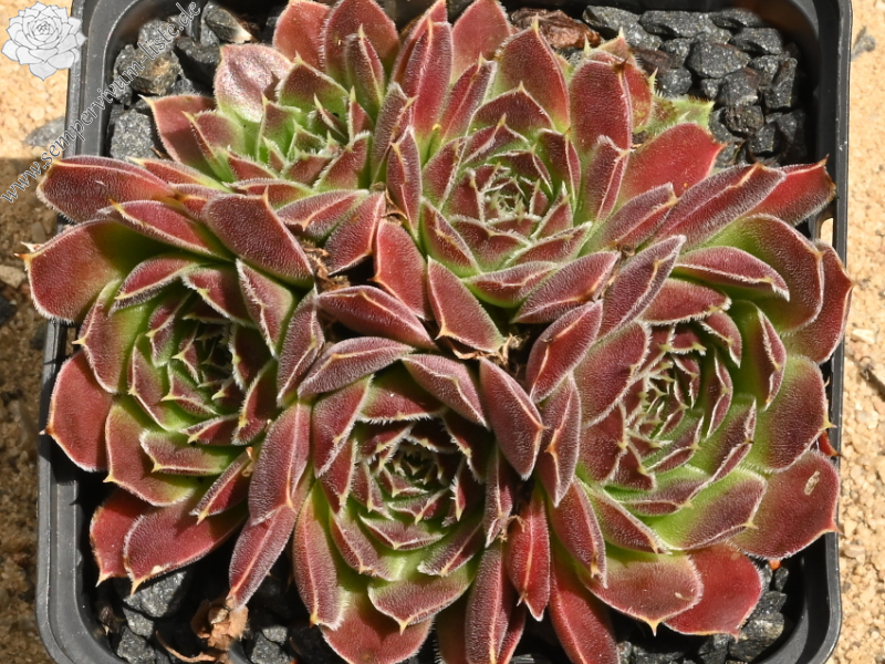 Korspel Vieux Rouge / Jovi