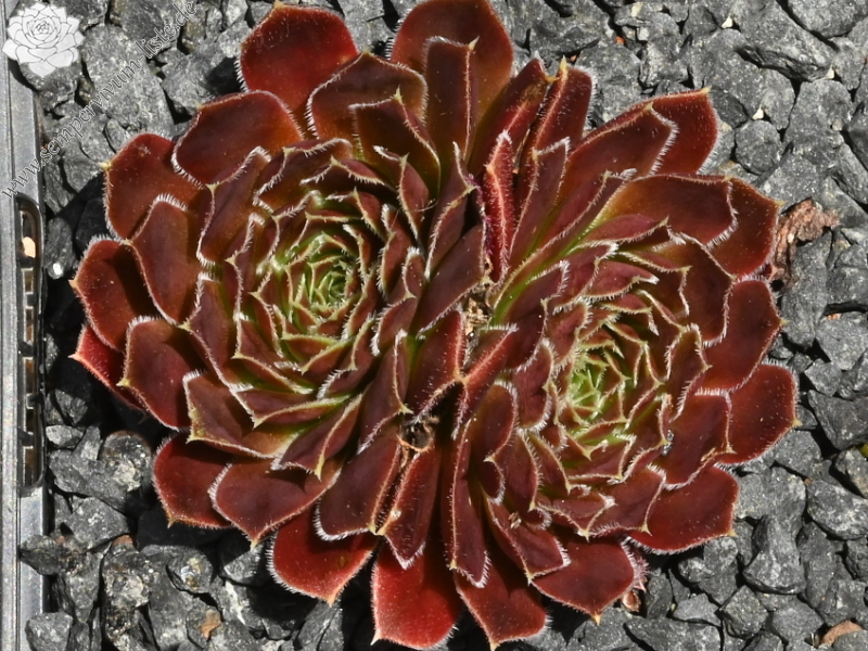 Korspelse Joosijnkin / Jovi