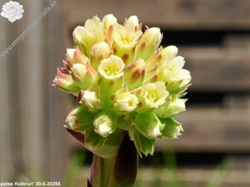 Korspelse Kolbrun / Jovi