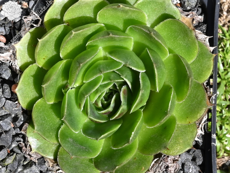 Korspelse Raanana / Jovi