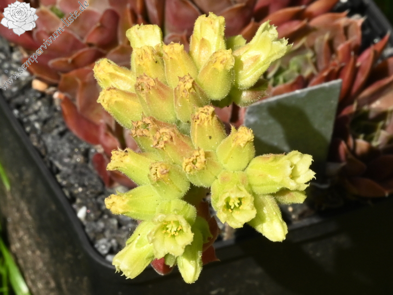 Piek van Orizaba / Jovi