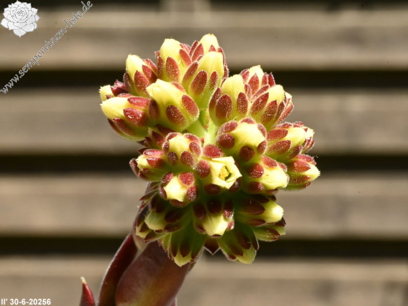 Queenie / Jovi ( II )