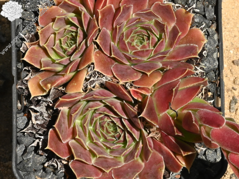 Sylvan Memory / Jovi