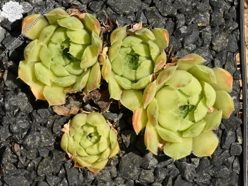 heuffelii (glabrum) from Rhodopen