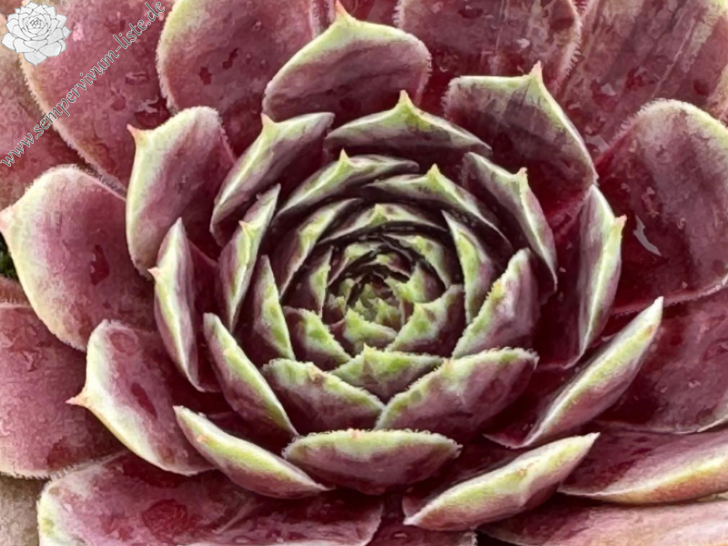 Bayern Herzogin Sophie