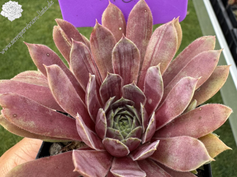 Bayern Herzogin Sophie