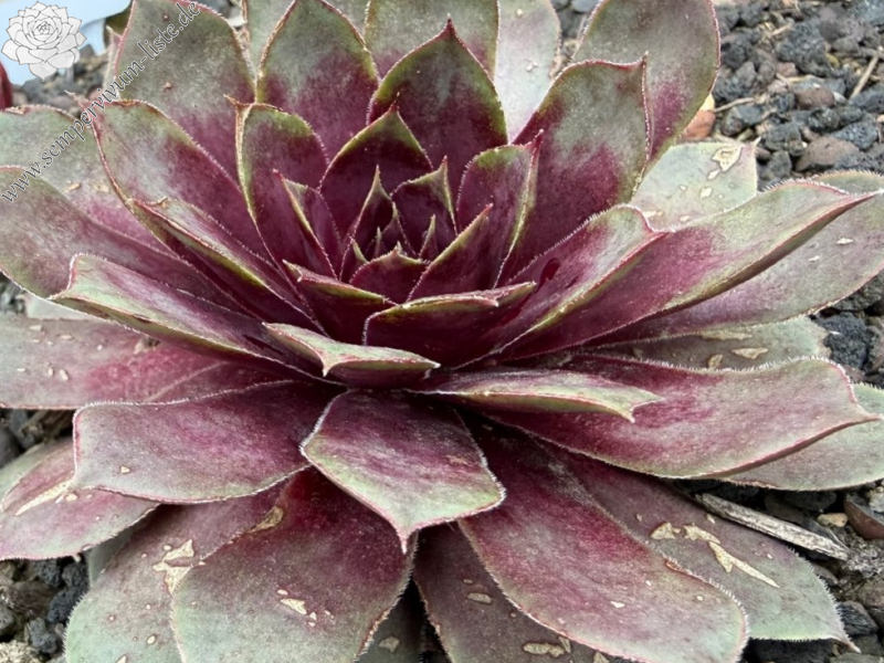 Bayern Herzogin Sophie