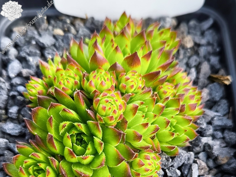 Green Gem / Jovi (NG)