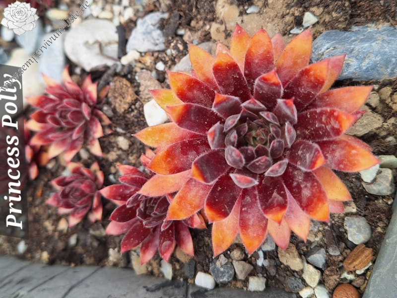 Chick Charmlettes® Princess Polly