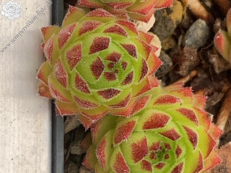 SR Landshuter Hochzeit