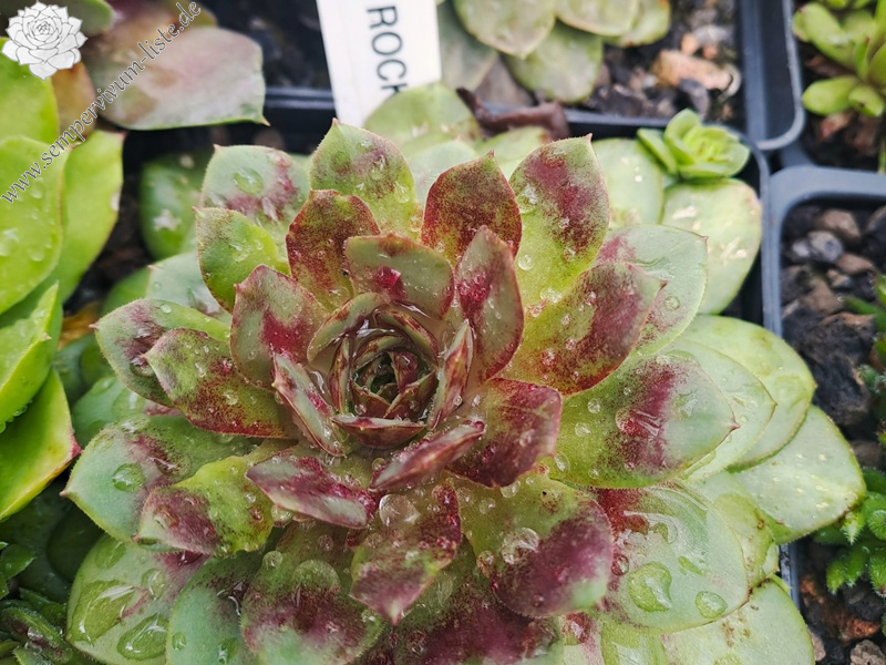 Copper Rockoon