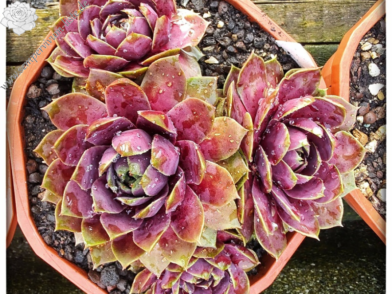 Rosenzobels Big Mama