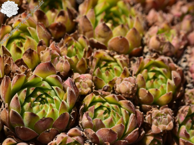 marmoreum ssp. reginae-amaliae from Koutsomitros, 2