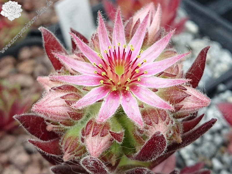 Devils Flame