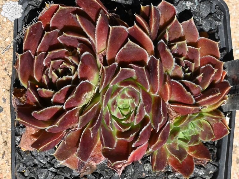 Korspelse Raviya / Jovi