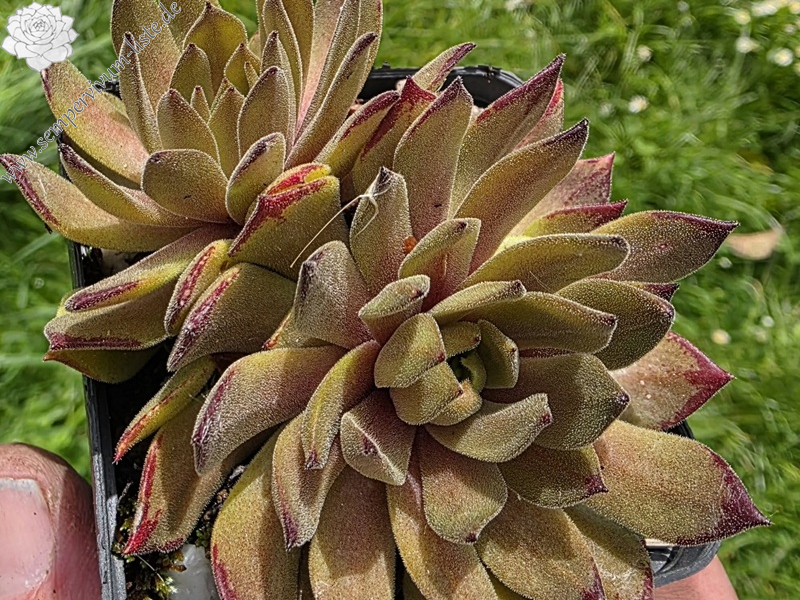 Golddrop