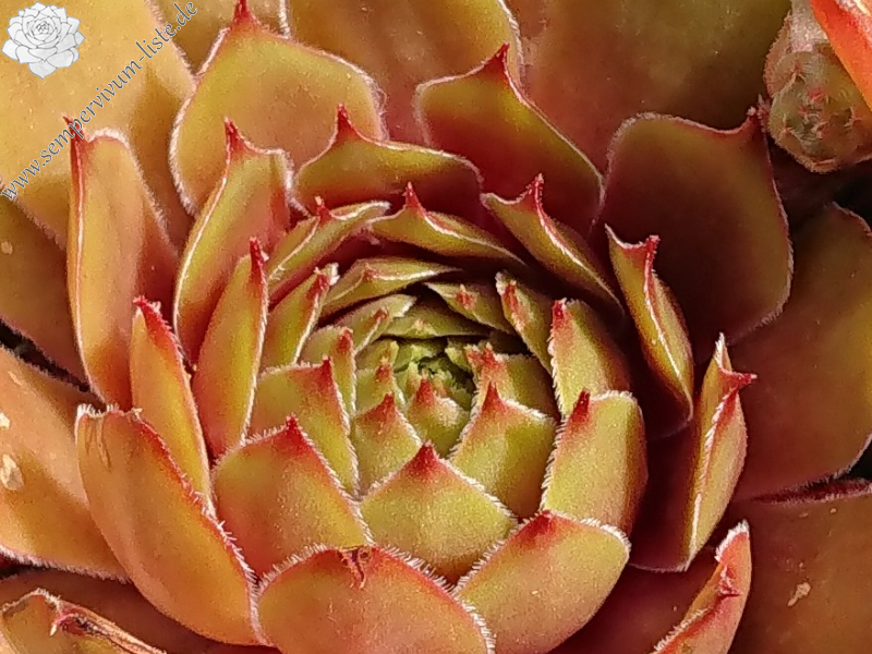 Juicy Orange