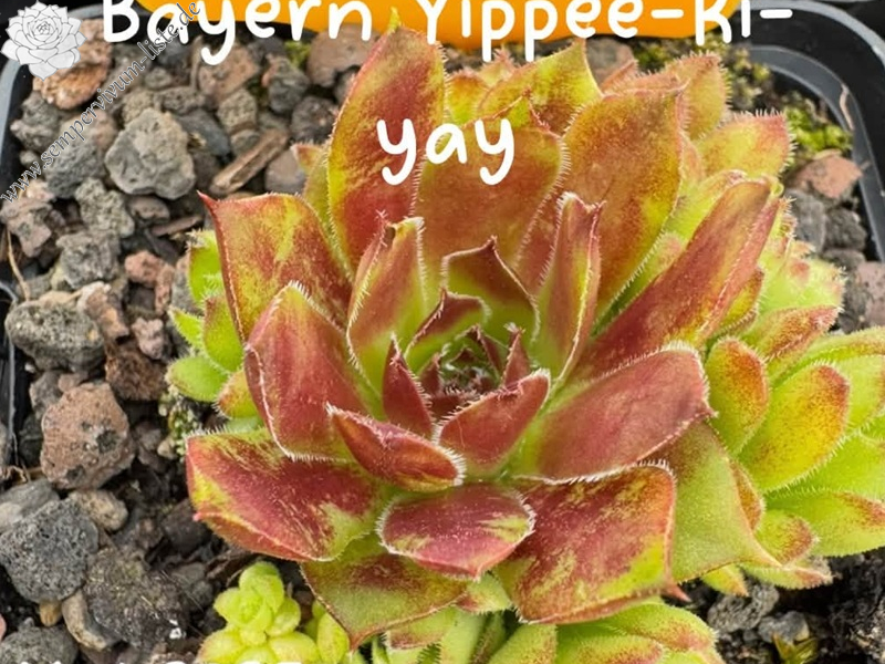 Bayern Yippee-ki-yay 