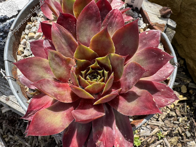 Pink Red Teena