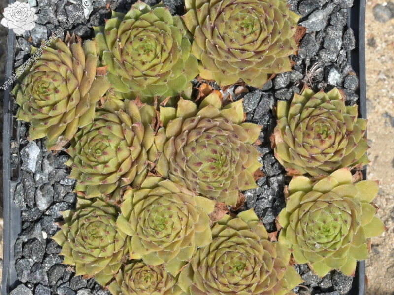 Gratiana