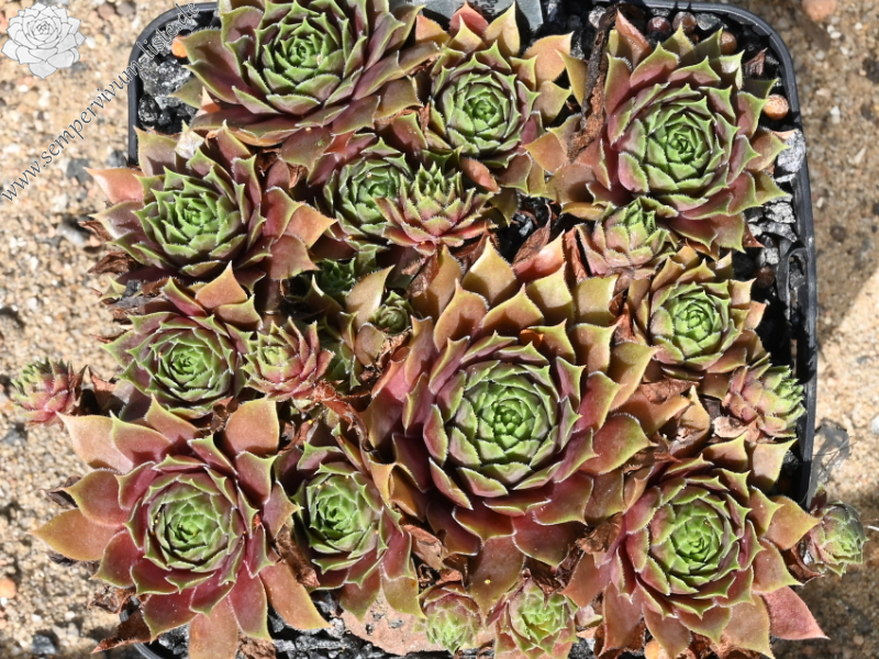 Pacific Taffy Pink