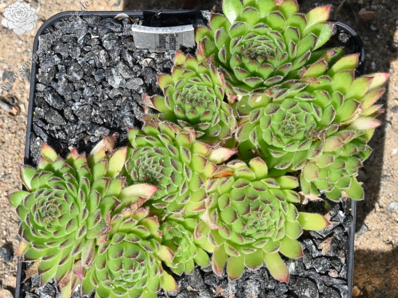 Westchester Seedling