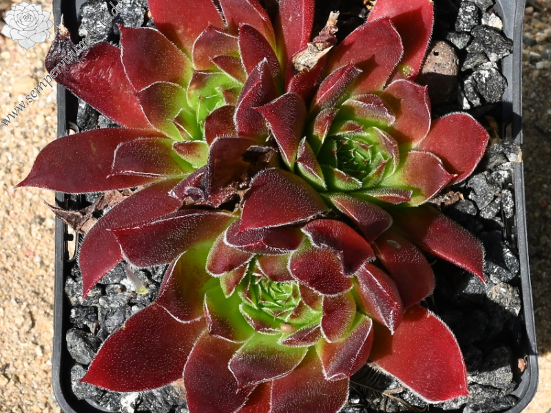 Hortensia / Jovi