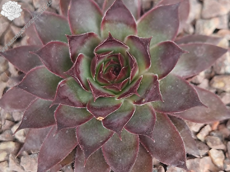Cloudburst