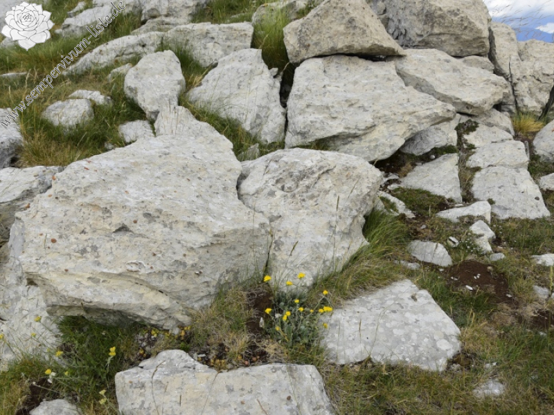 marmoreum ssp. marmoreum from Drakolimni, NW