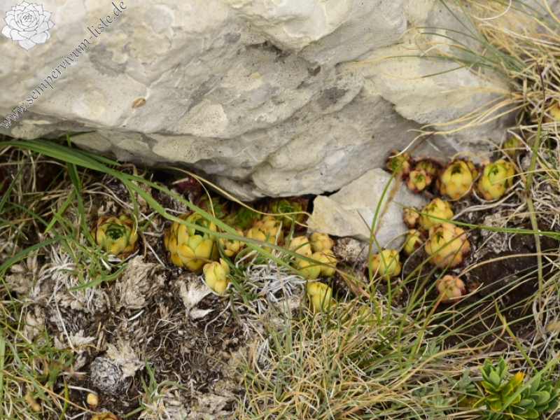 marmoreum ssp. marmoreum from Drakolimni, NW