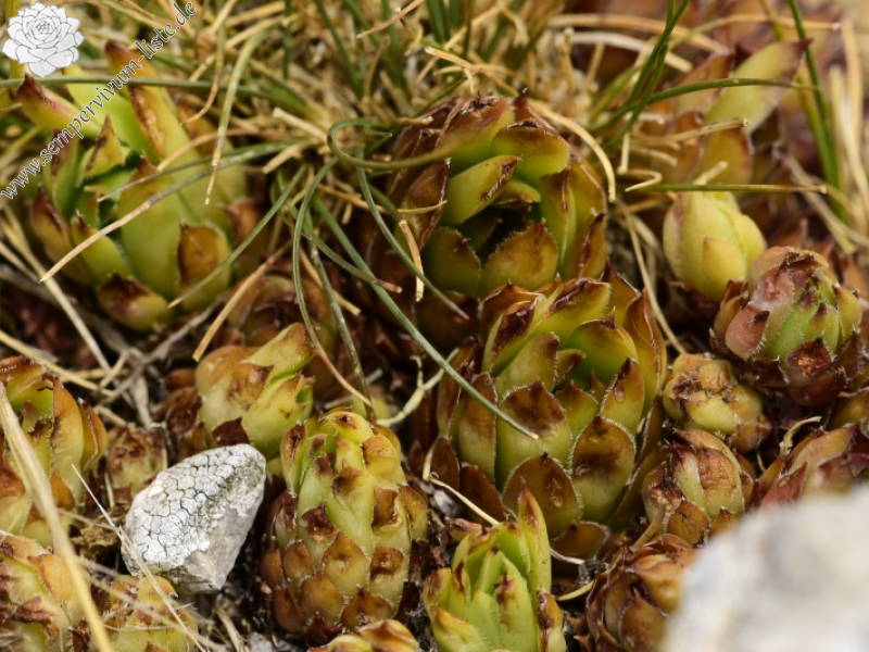 marmoreum ssp. marmoreum from Drakolimni, NW