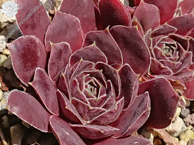 Red Peacock