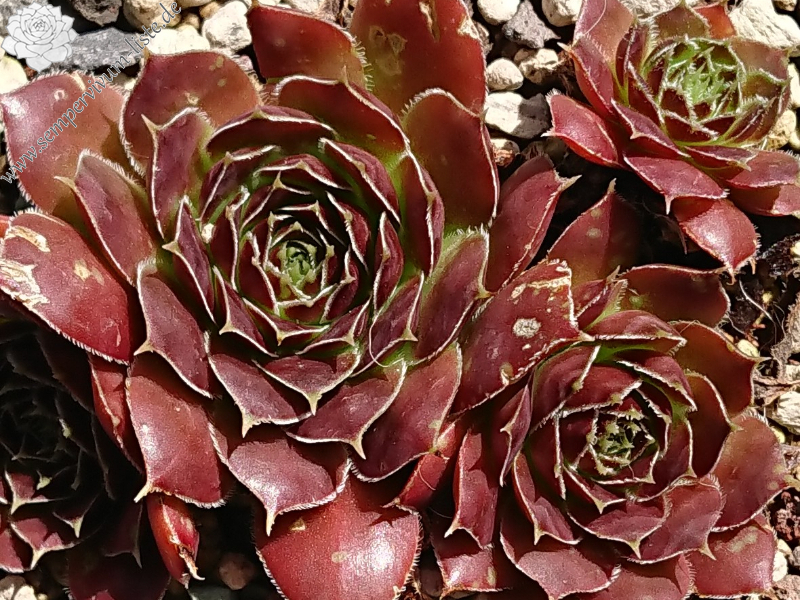 Tarogato
